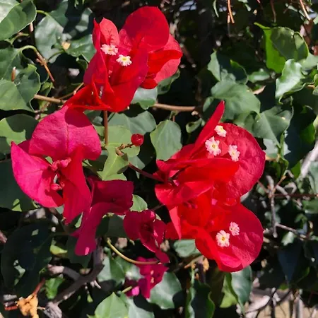 Apartament Calheta Ocean View 1 - Air Condition *